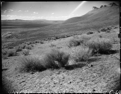 Tule Lake, California. A panoramic view showing a portion of the site for the Tule Lake War Relocat . . . - NARA - 537438