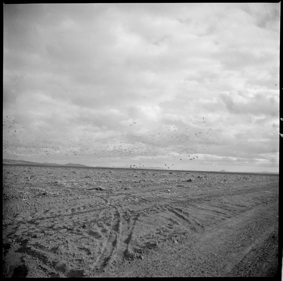 Tule Lake Relocation Center, Newell, California. View of wild geese on farm. These geese, which ar . . . - NARA - 536390