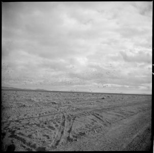 Tule Lake Relocation Center, Newell, California. View of wild geese on farm. These geese, which ar . . . - NARA - 536390