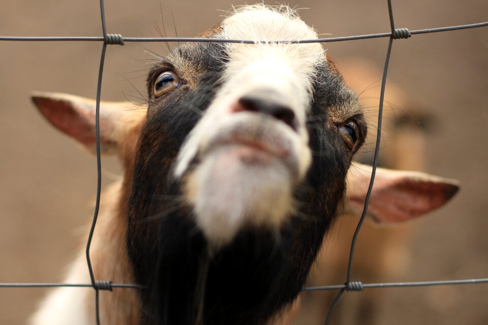 Portrait mammal goat