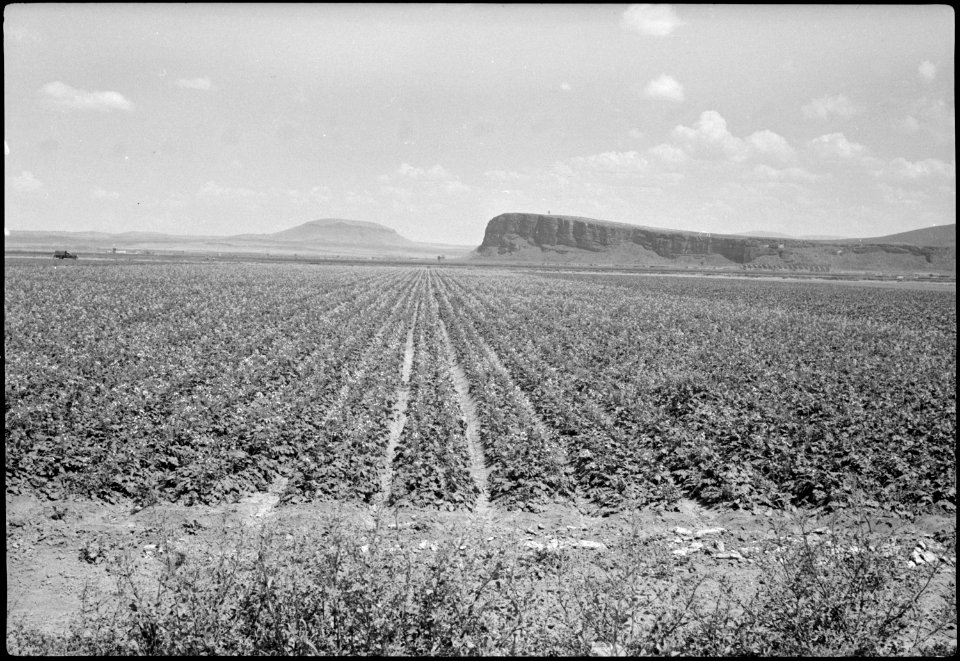 Tule Lake Segregation Center, Newell, California. This field of turnips at the Tule Lake Center was . . . - NARA - 539577