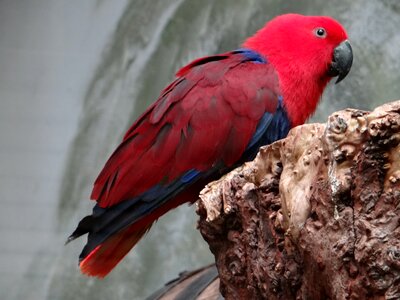 Bird colored beautiful bird photo