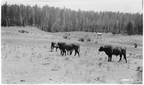 Type of Bulls on the Burns C&H Range, Myrtle Park, Maheur Forest, 1917. - NARA - 299137