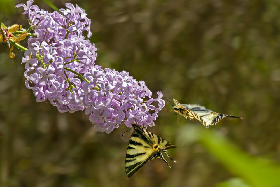 Butterfly shrub flower
