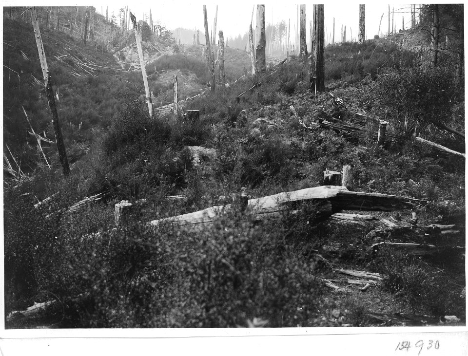 Typical Logged Over, Burned Off Land in Sixes River Region, Southwest Oregon, Siskiyou Forest, 1920. - NARA - 299152