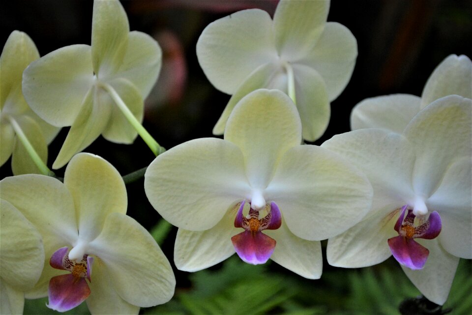 Phalaenopsis flora exotic