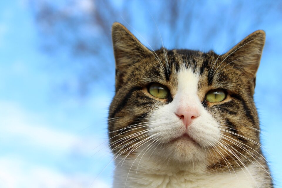 Blue background kitty staring