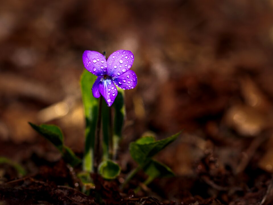 Blossom bloom nature