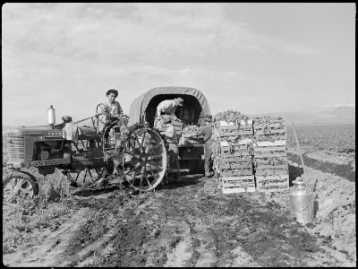 Tule Lake Relocation Center, Newell, California. Trucking crated spinach from the fields to the pac . . . - NARA - 538380 photo