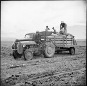Tule Lake Relocation Center, Newell, California. Seed potatoes are brought to the 500 acre farm at . . . - NARA - 538249 photo