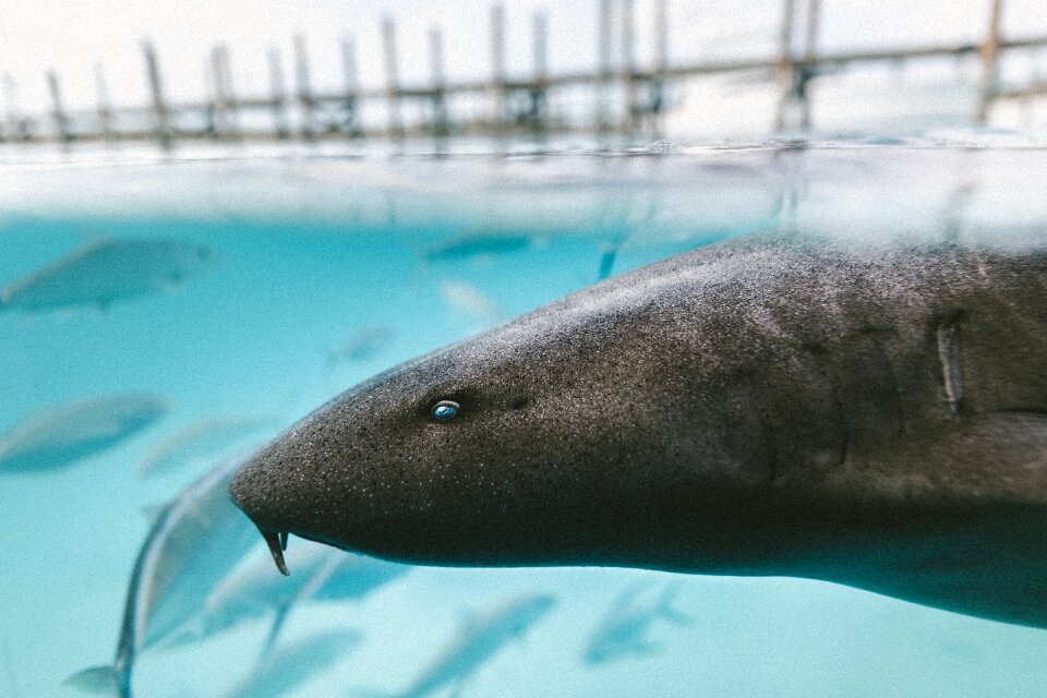 Ocean fish underwater