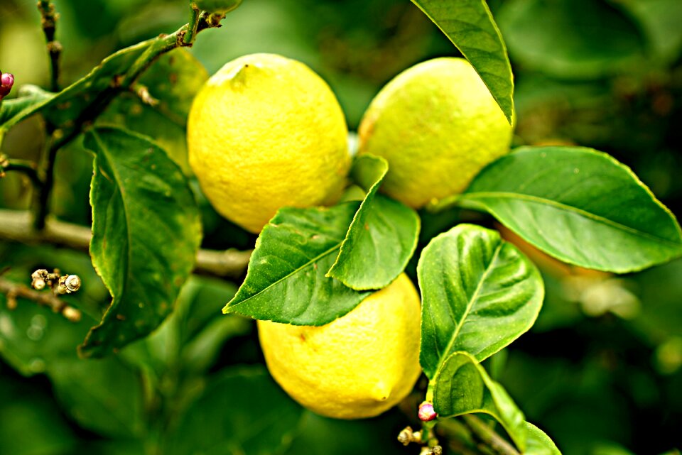 Natural orchard farm
