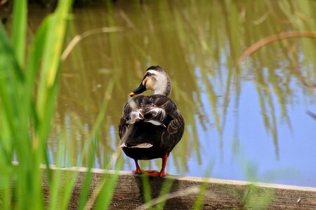 Waterfowl duck spot-billed duck photo