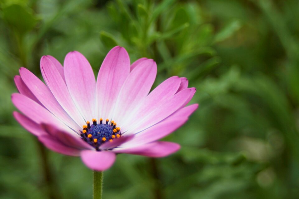 Bloom macro bloom photo