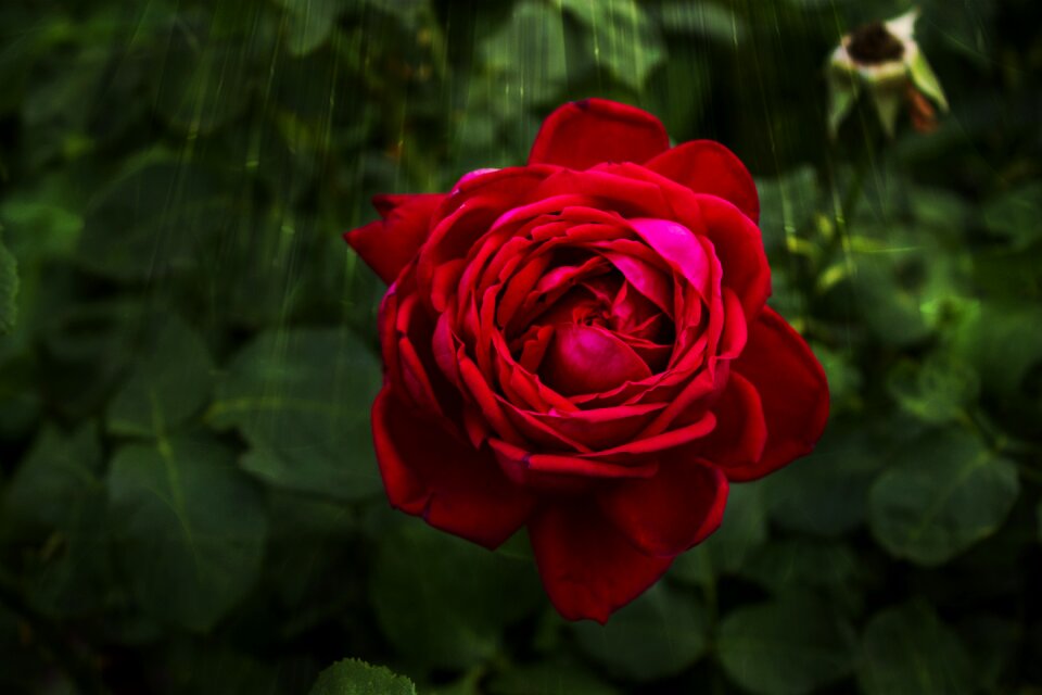 Summer garden rose