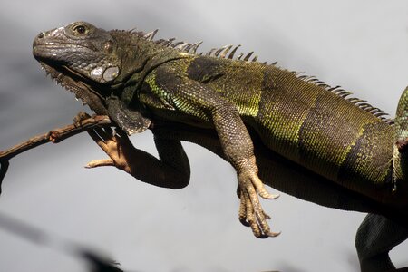 Flying dragon vertebrate monster photo