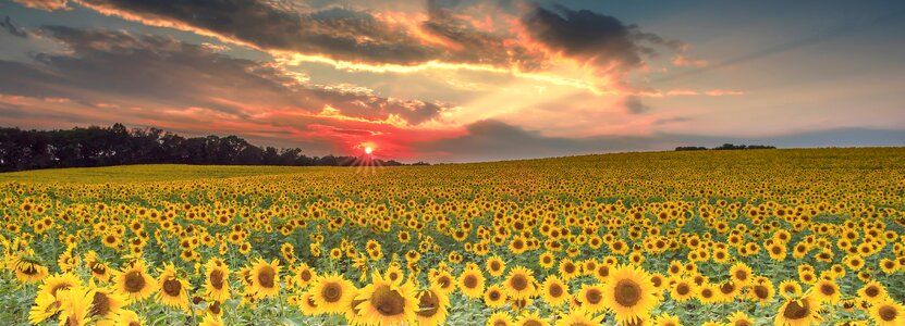 Summer landscape sky