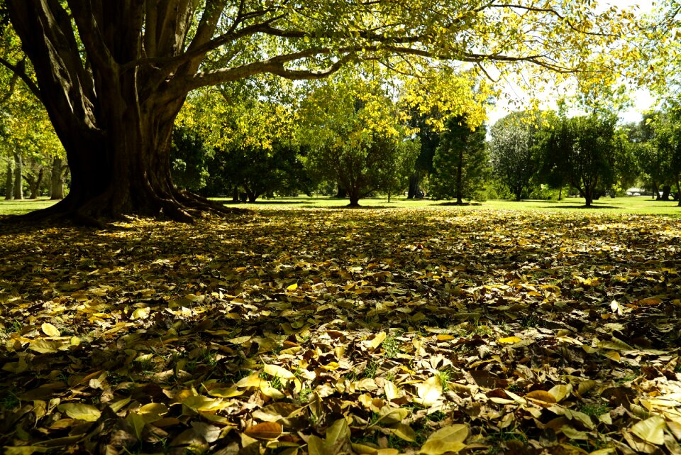 Nature foliage park