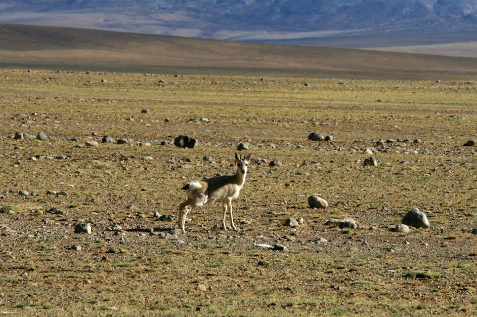 Tourism animal tibet