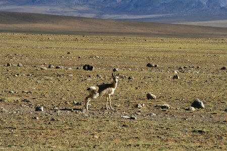Tourism animal tibet