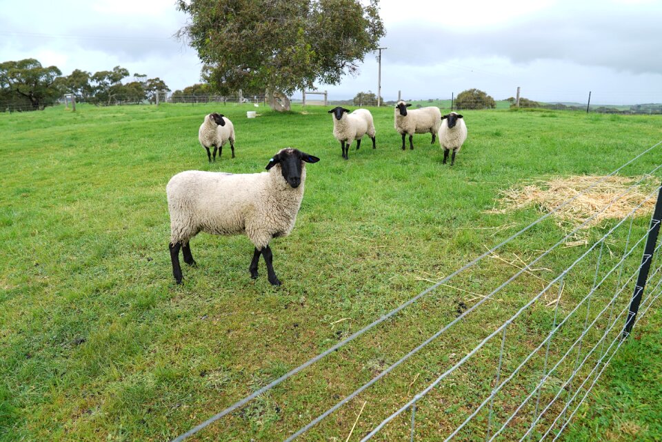 Rural herd curious