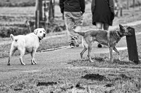 Canine pet labrador photo