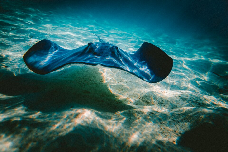 Underwater blue fin