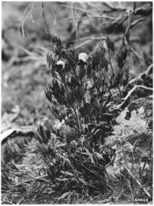 Viorna Douglasii (Virgins Bower), Ironside Exp. Plot, Whitman, 1920. - NARA - 299116