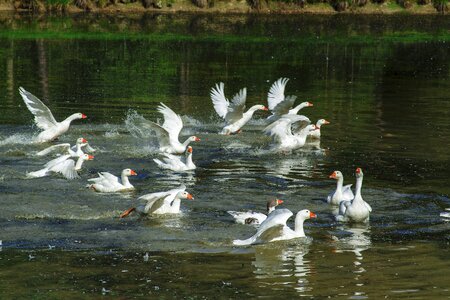 Pond nature wild goose