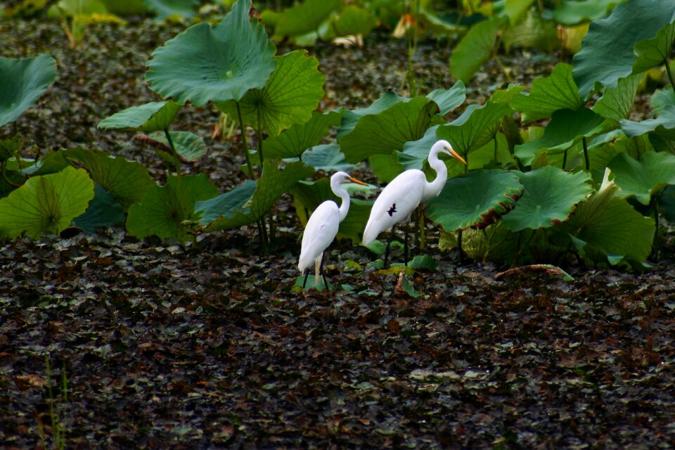Wild birds heron team rabbit