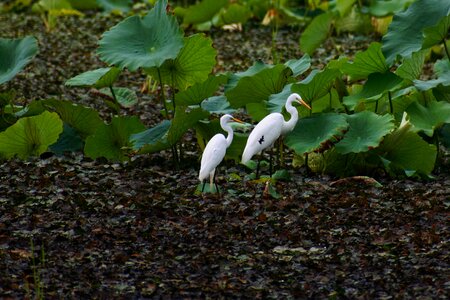 Wild birds heron team rabbit