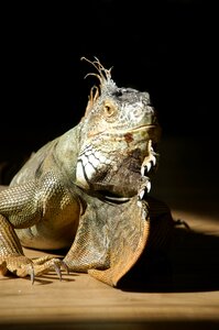 Animal animal world exotic animal