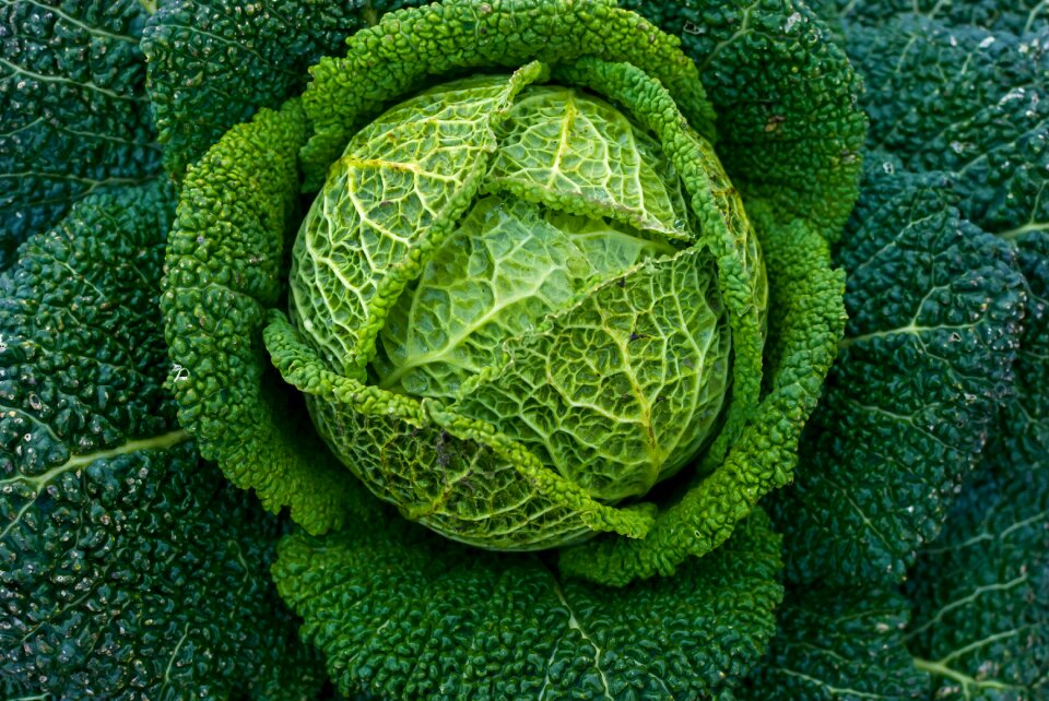 Cabbage green vegetable garden