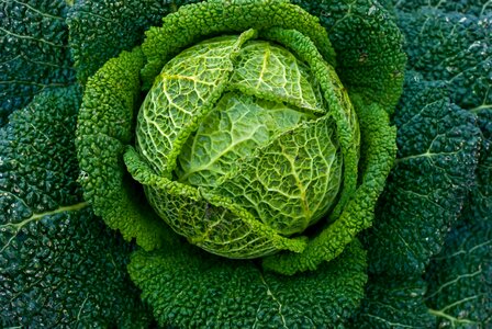 Cabbage green vegetable garden photo