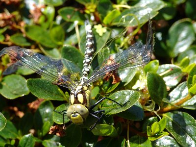 Animal nature flight insect