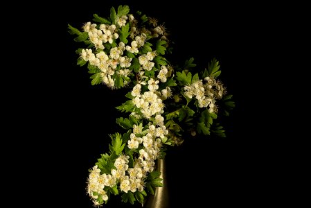 White spring shrub