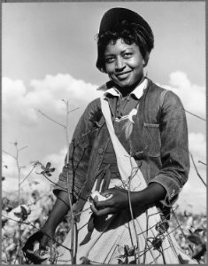 Washington County, Mississippi. Delta-Pine Land Company. (African-American woman) picking cotton on Delta land that... - NARA - 512796