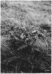 White Blossom Thistle, Cape Blanco, Siskiyou, Oregon, 1920 - NARA - 299122