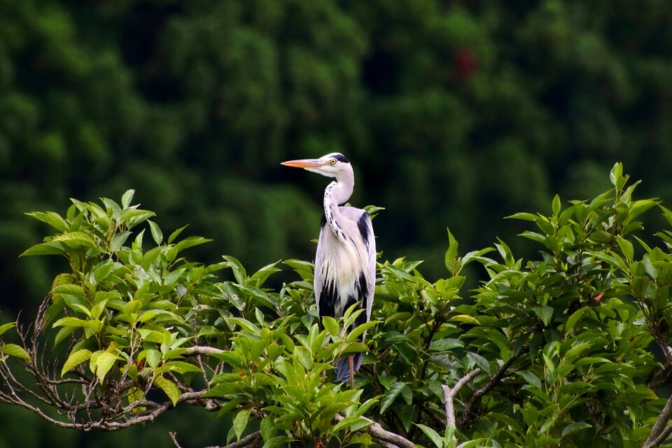 Green wild birds heron
