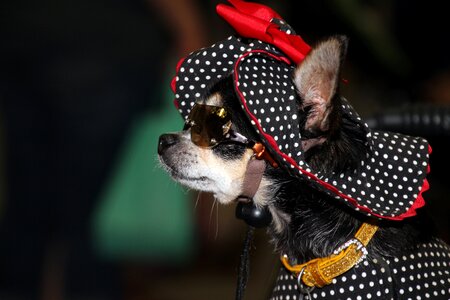 Cute hat dressed up