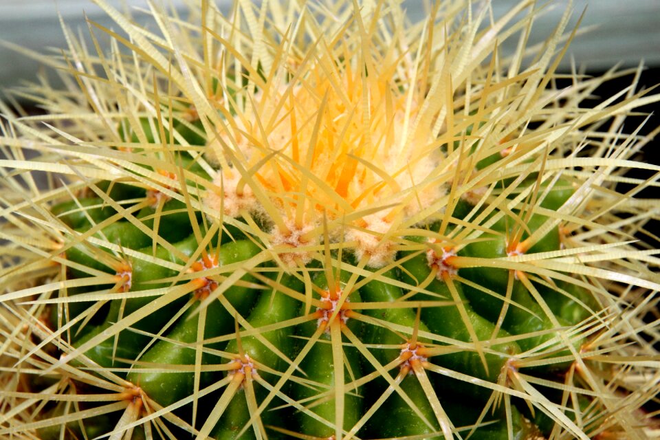Succulent prickly sharp