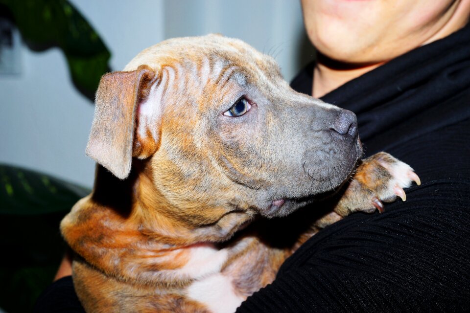 Pet cute american bulldog