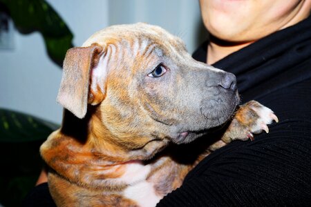Pet cute american bulldog