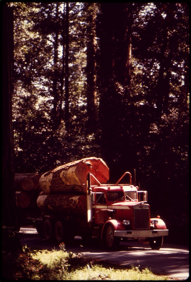 WITHIN A MILE OF MAGNIFICENT REDWOODS ARE SITES OF SOME OF THE WORST LOGGING AND CLEAR CUTTING - NARA - 542854