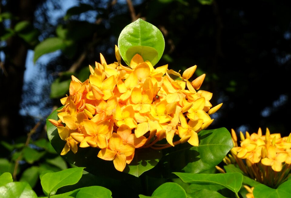Rugmini vedchi rangan