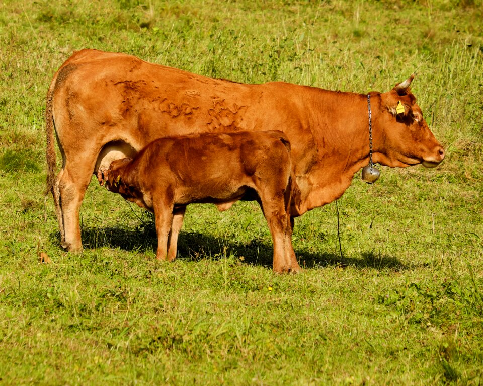 Young animal cute young calf