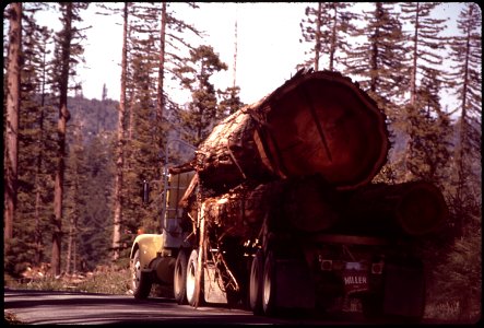 WITHIN A MILE OF MAGNIFICENT REDWOODS ARE SITES OF SOME OF THE WORST LOGGING AND CLEAR CUTTING - NARA - 542855 photo