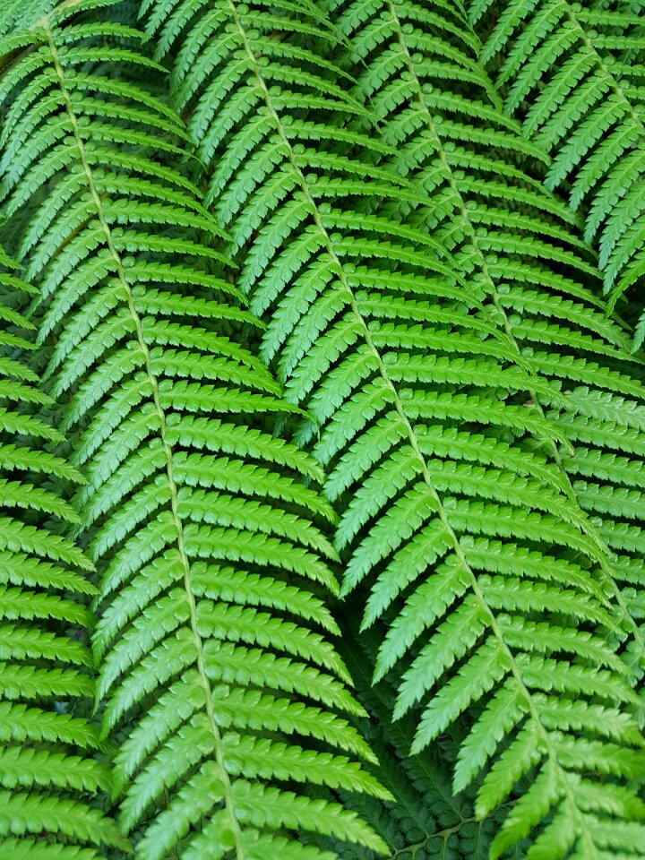Growth flora lush