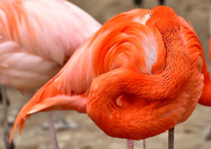 Feather pride tierpark hellabrunn photo