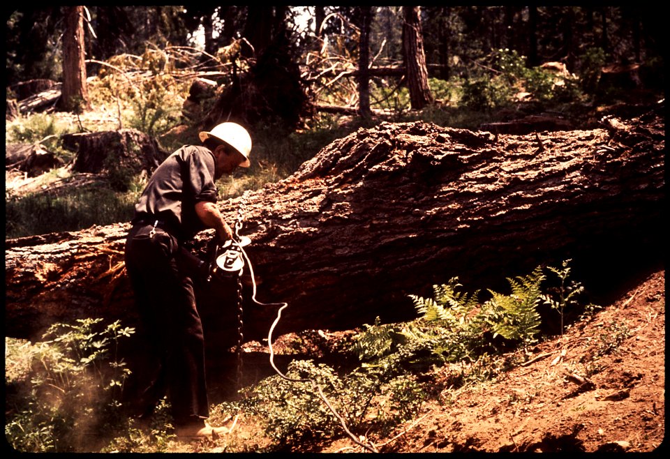 WM. H. WINGO, FORESTER WITH SOUTHERN CALIFORNIA EDISON COMPANY, PLACING A BARRIER LOG. HE IS - NARA - 542716